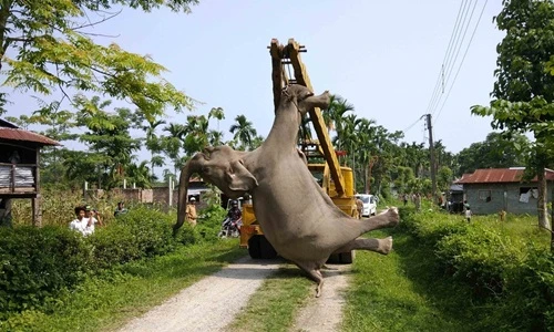 Xót xa chú voi chết thảm vì điện giật