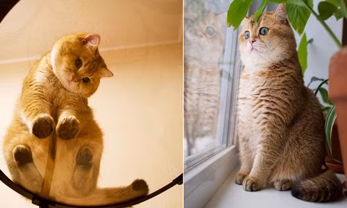 Phiên bản đời thực của mèo đi hia cực nhắng