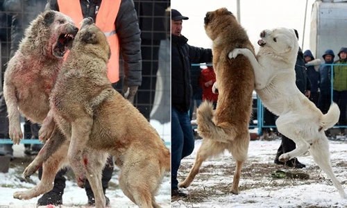 Khiếp đảm cảnh chọi chó máu me ở Kyrgyzstan