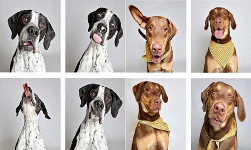 101 sắc thái cực yêu của những chú chó mồ côi 