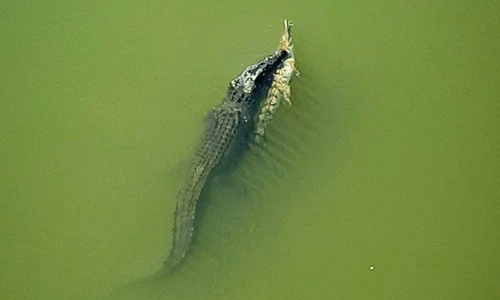 Cá sấu nước mặn xẻ thịt cá sấu nước ngọt nhanh như chớp