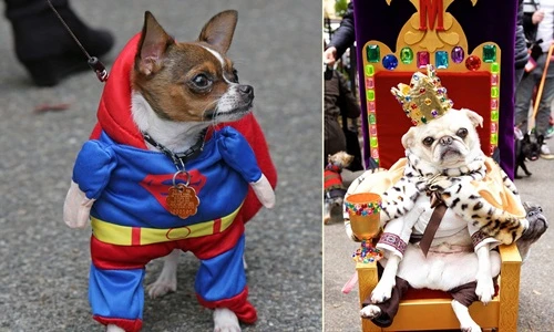 Xem chó đáng yêu tranh tài hóa trang mừng Halloween