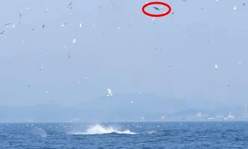 Hãi hùng xem cá voi sát thủ tung hứng sư tử biển