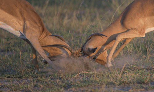 Tự giết nhau vì tình, linh dương impala bị chia 5 xẻ 7