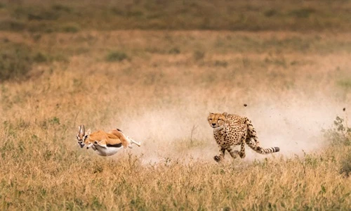 Kịch tính cuộc sống động vật hoang dã ở Tanzania