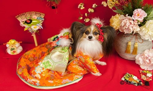 Năm mới rộn ràng với những chú chó Nhật mặc kimono