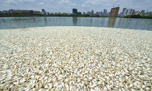Kinh hoàng 30 tấn cá chết bí ẩn, nổi trắng ở TQ