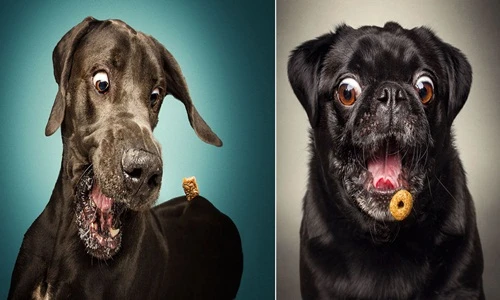  Màn bắt mồi cực hài hước của những chú chó tham ăn