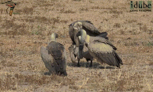 Kền kền mới lớn hau háu nhìn đồng loại “làm chuyện ấy” 