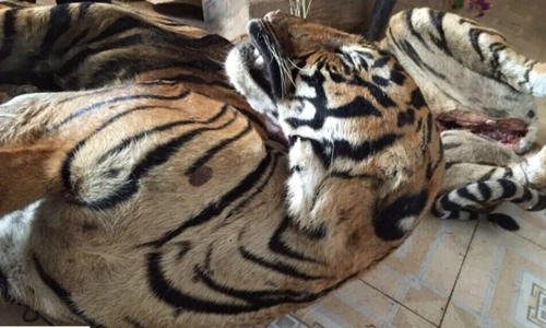 Hình ảnh khủng khiếp về hổ báo bị phanh thây ở Việt Nam 