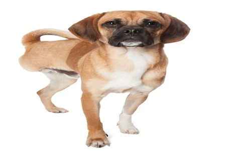 Ảnh động vật ấn tượng: Động vật tàn nhưng không phế