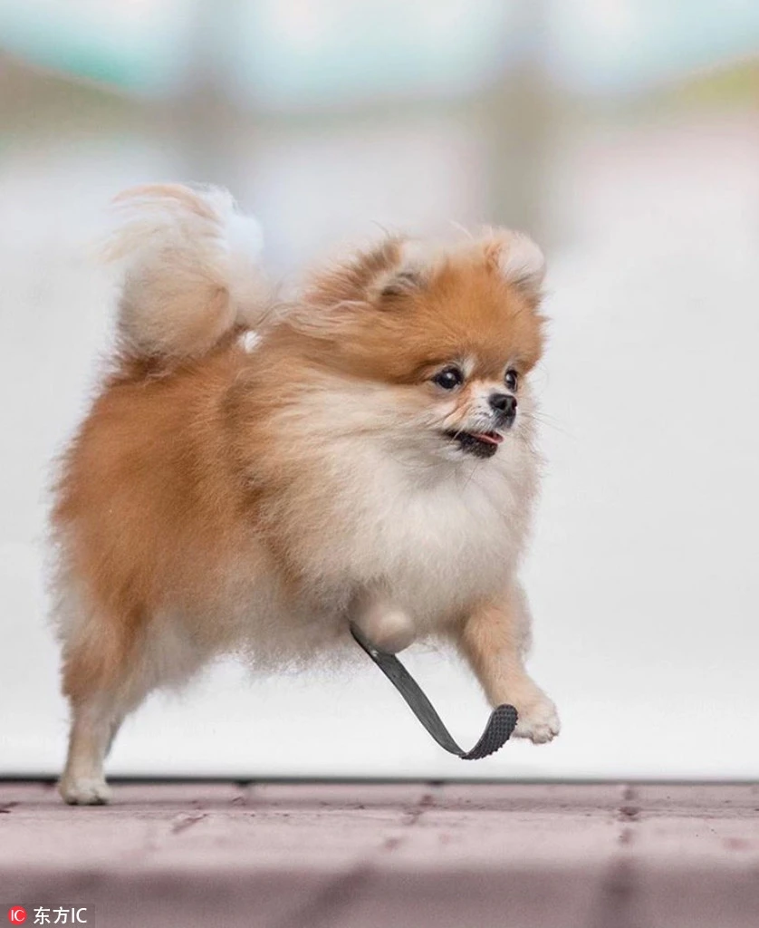 Nghị lực khó tin của chú chó tàn tật hạnh phúc nhất thế giới 