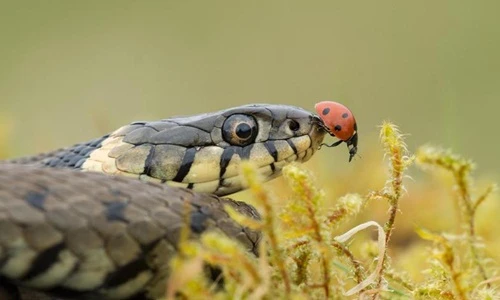 Bọ rùa "giễu cợt" tử thần khi "an tọa" trên miệng rắn