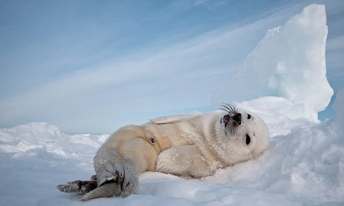 Chết mê xem hải cẩu con nháy mắt với nhiếp ảnh gia