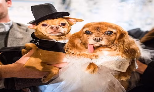 Đám cưới xa hoa của cặp chó ngôi sao