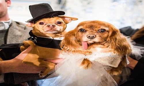 Đám cưới xa hoa của cặp chó ngôi sao