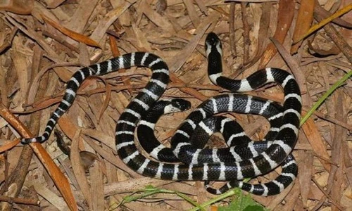 Cho tay vào miệng rắn để thử độc, thanh niên nhận kết đắng