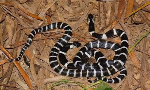 Cho tay vào miệng rắn để thử độc, thanh niên nhận kết đắng