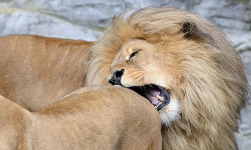 Sư tử đực "cắn mông" sư tử cái, muốn giao phối cận huyết