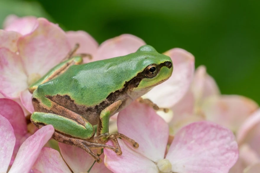 Ảnh hoàng tử ếch bên hoa đẹp ngây ngất lòng người