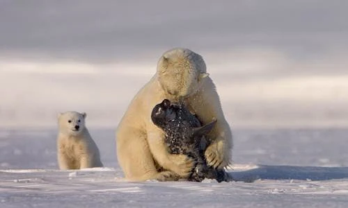 Kịch tính gấu Bắc cực mẹ dạy con săn mồi