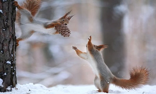 Xem vợ chồng sóc tất bật chuẩn bị cho năm mới gần kề