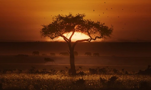 Ấn tượng những khoảnh khắc "độc" của động vật hoang dã (2)