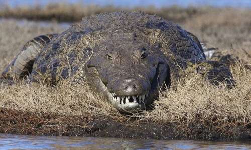"Hồn lỡ sa vào" điệu cười ấn tượng của động vật hoang dã
