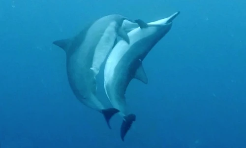 Cá heo "yêu đương" nồng nhiệt khiến nhiếp ảnh gia đỏ mặt