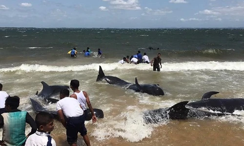 Ngoạn mục giải cứu 20 con cá voi dạt bờ ở Sri Lanka