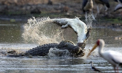 Hãi hùng những lần cá sấu ăn thịt đồng loại