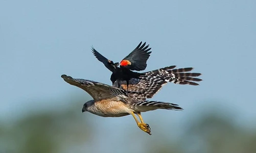 Độc lạ chim két cánh đỏ cưỡi diều hâu bay liệng