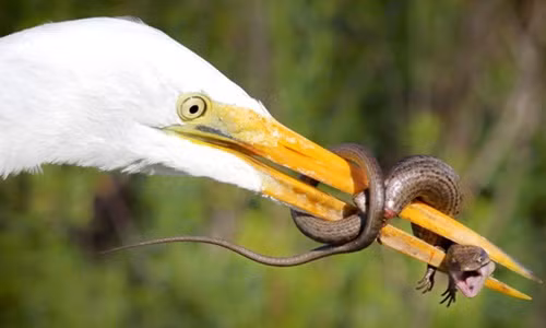 Rợn người thằn lằn tự cắt đuôi để thoát khỏi hiểm cảnh 