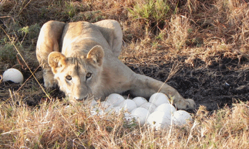 Kinh hoàng sư tử ngấu nghiến trứng đà điểu, xác hà mã