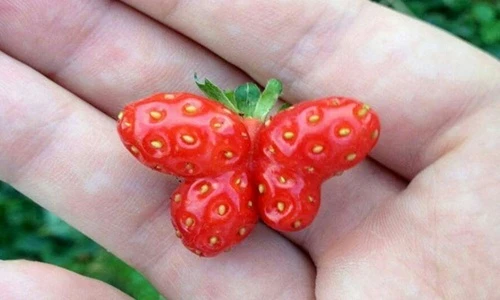 Loạt củ quả kỳ lạ là “sản phẩm lỗi” của mẹ thiên nhiên