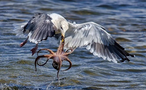 Bạch tuộc kịch chiến chim mòng biển tìm đường sống 