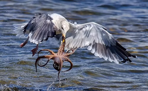 Bạch tuộc kịch chiến chim mòng biển tìm đường sống 