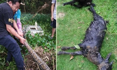 Liên tục giết và nuốt 2 con dê, trăn khổng lồ trả giá đắt 