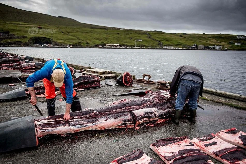 Rợn người cảnh lột da, lóc thịt hàng trăm con cá voi
