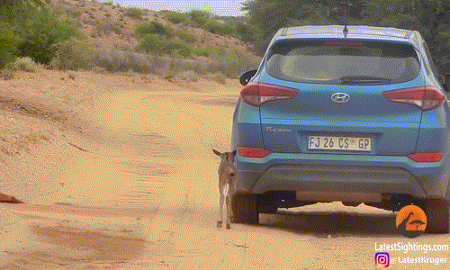 Linh dương tưởng ô tô là mẹ mình và cái kết bất ngờ