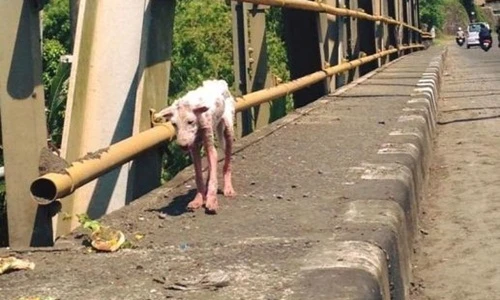 Hành trình từ cõi chết trở về của cô chó dũng cảm