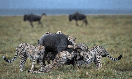 Ngoạn mục "5 chàng lính ngự lâm" báo đốm săn linh dương