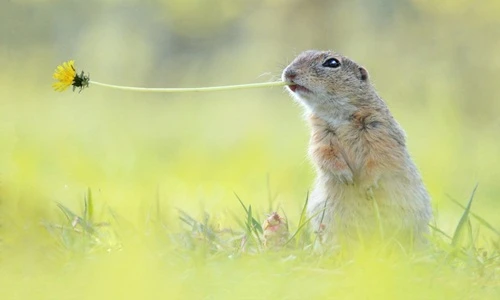 Cuộc sống yên bình của loài sóc cả ngàn người mơ