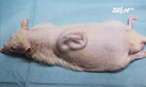 Kinh ngạc tạo ra tai người trên lưng chuột ở Nhật Bản