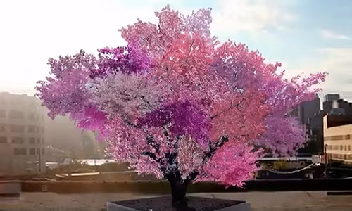 Cây có thể mọc được 40 quả khác nhau như trong Kinh Thánh