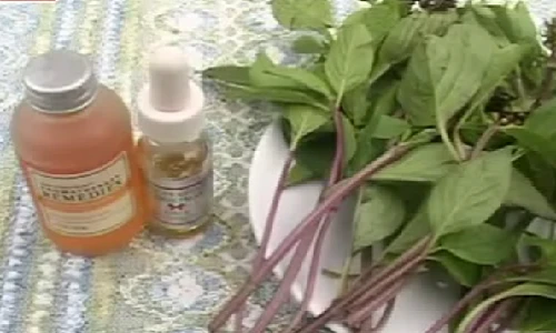 Khám phá công dụng tuyệt vời của rau húng quế