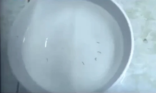 Hãi hùng giun bám thành từng chùm trong nước máy ở Ninh Bình