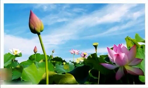 5 mẹo làm đẹp tuyệt vời với sen