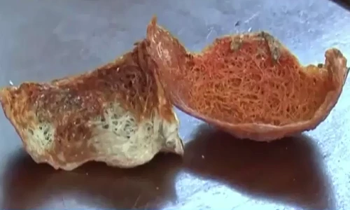 Kinh hoàng công nghệ biến yến trắng thành yến huyết nhờ... phân