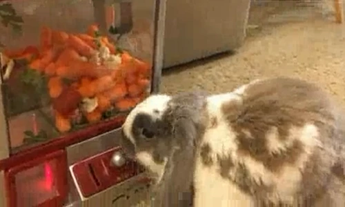 Chú thỏ “thông minh nhất thế giới”